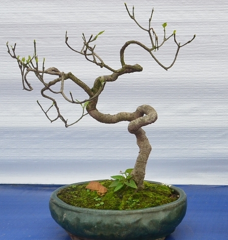 Beginner bonsai trees