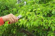 Bonsai pruning