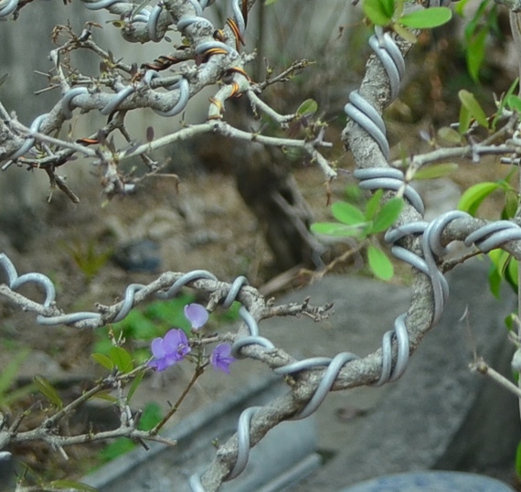 Wriring bonsai tree