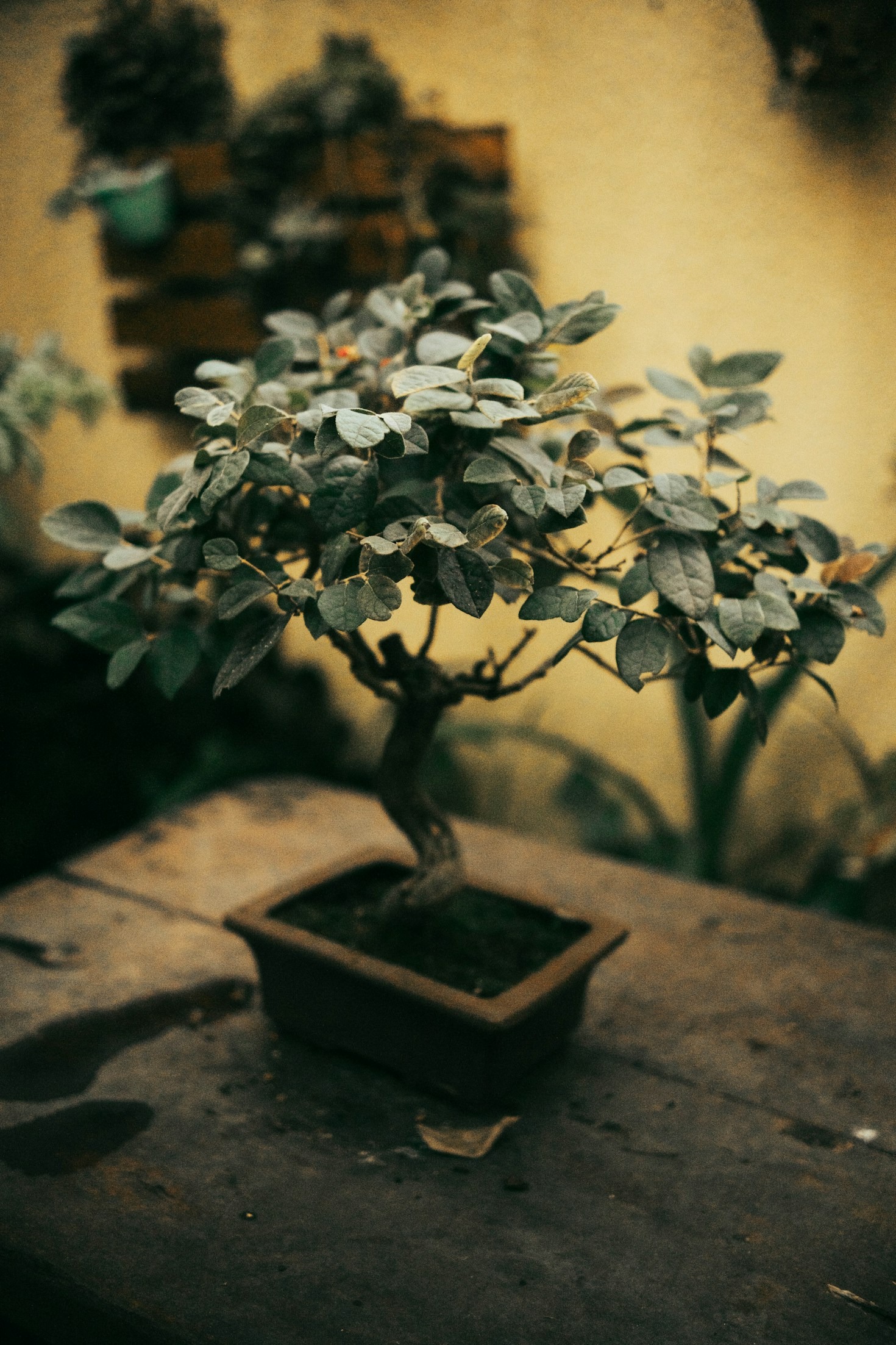 Types of Bonsai Trees