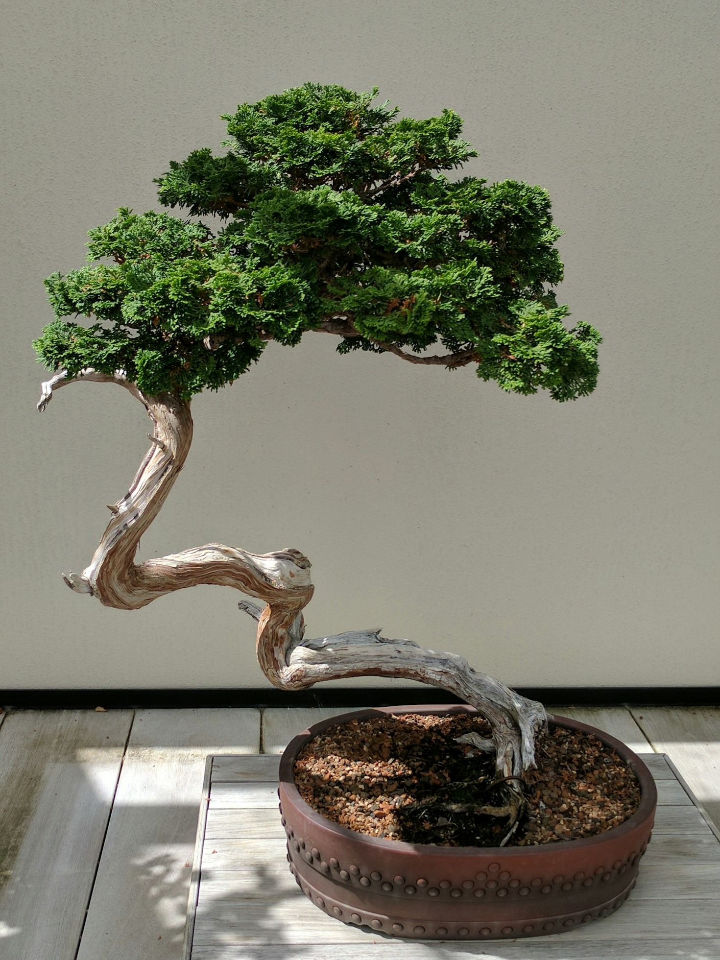 Buy a Bonsai Tree