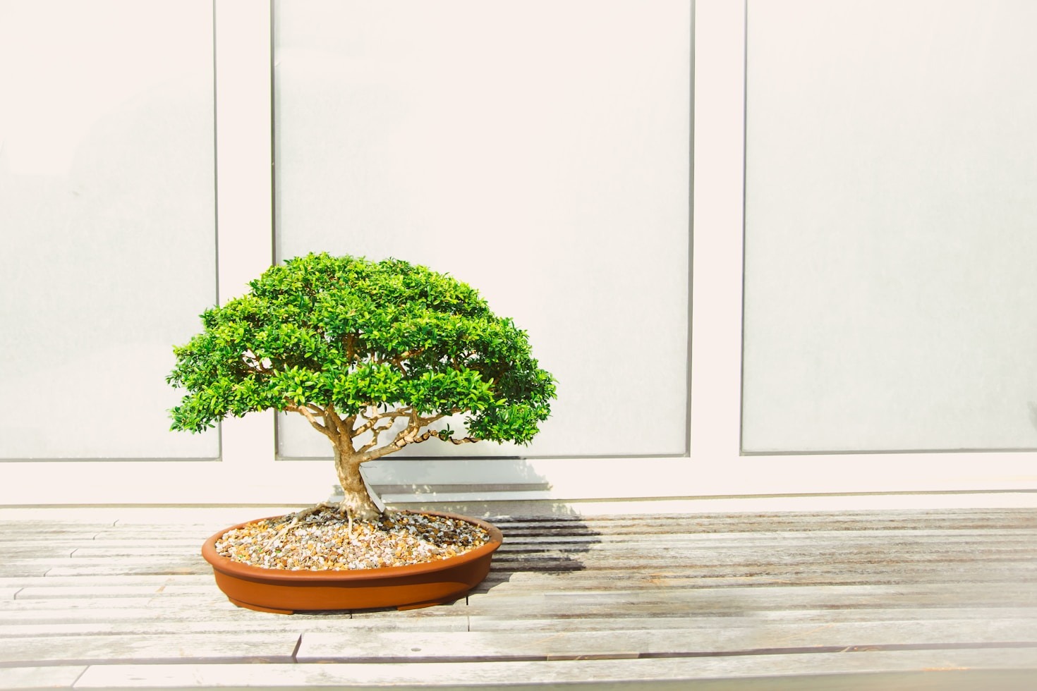 Bonsai FAQ