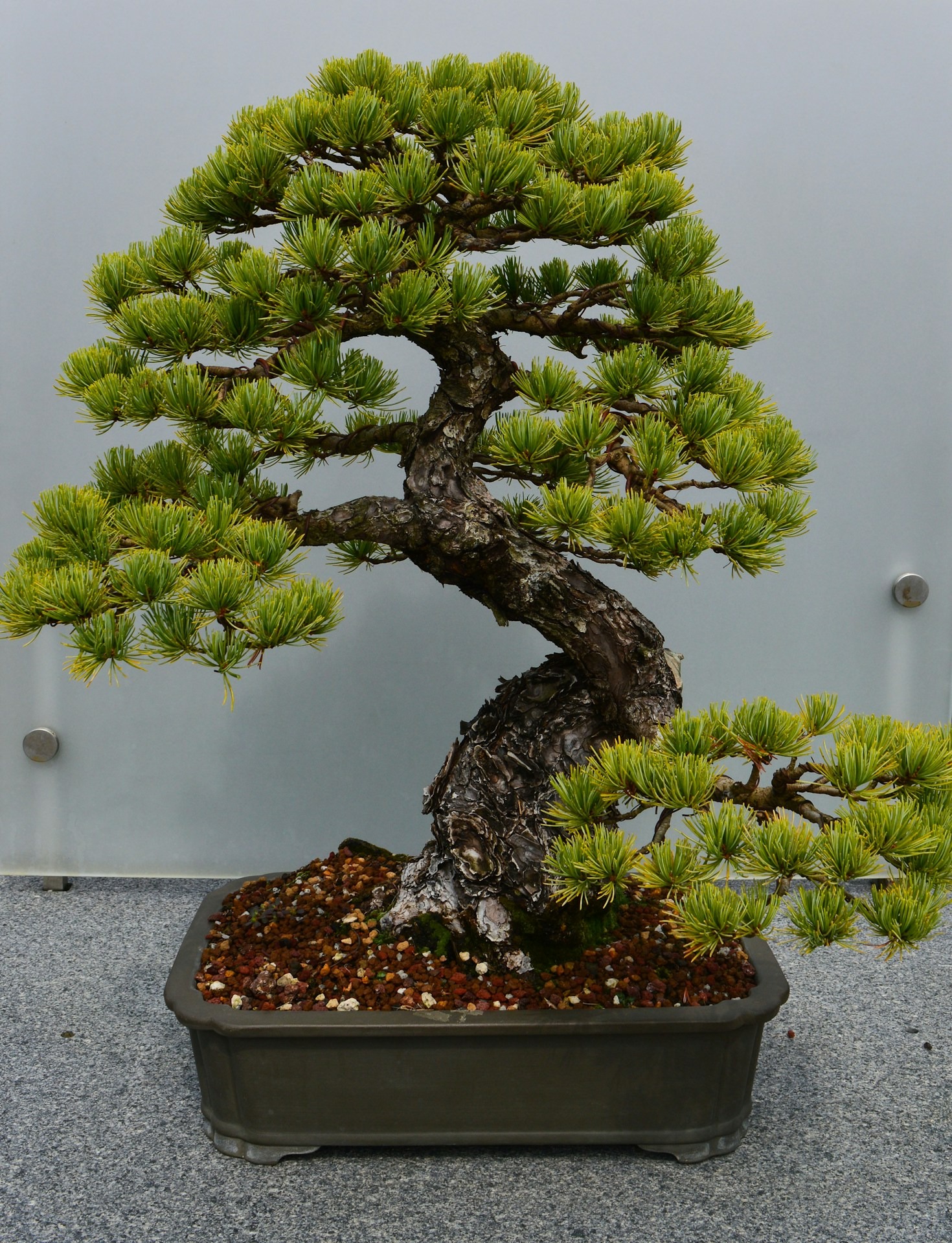 Glossary of Bonsai Terms