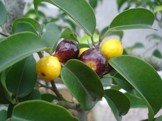 Ficus Bonsai fruit