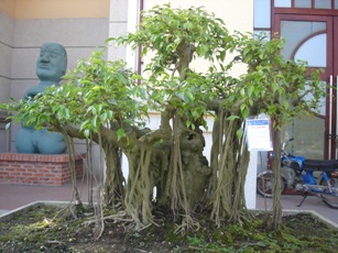 Ficus benjamina tree