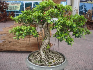 Ficus Stricta tree