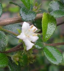 Fukien tea white flowers