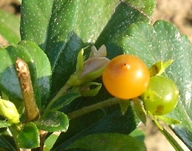 Fukien tea yellow fruit