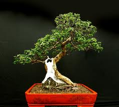 Fukien Tea Bonsai