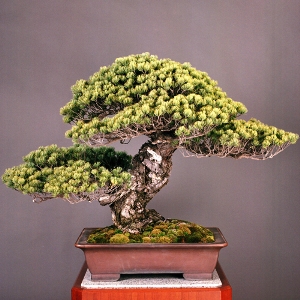 The oldest bonsai tree