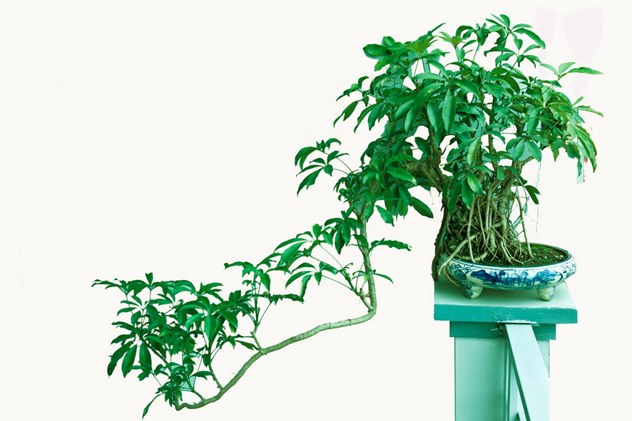 Schefflera bonsai tree