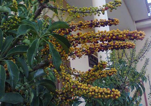 Schefflera fruits