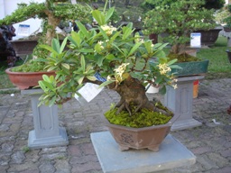 Yellow Ixora