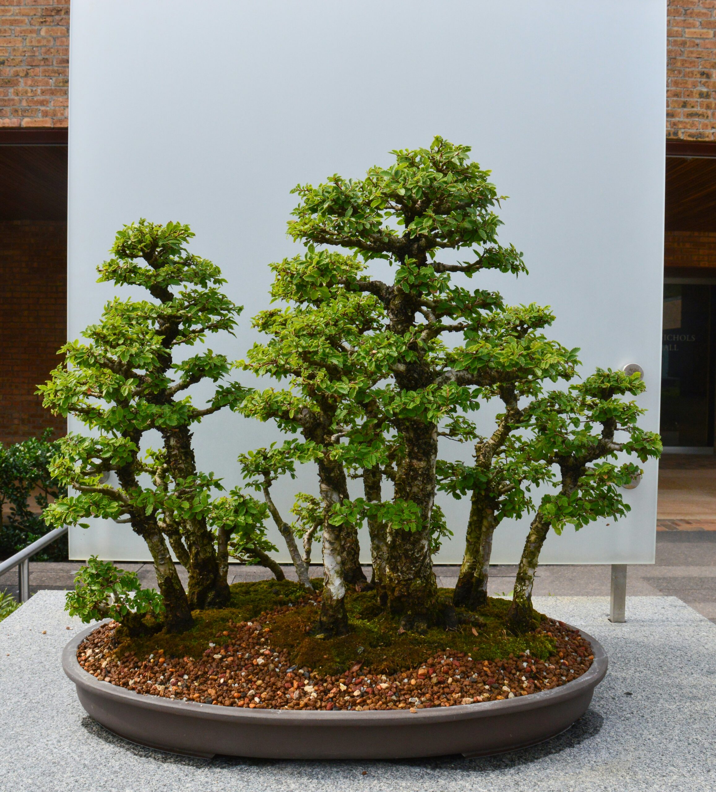 What is bonsai and how this ancient art brings nature into your home