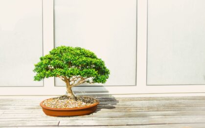 Bonsai tree