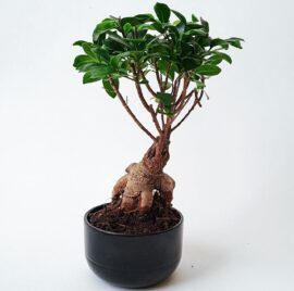 Bonsai on White Background