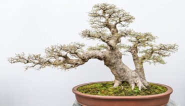 Decorative Bonsai Tree in Pot