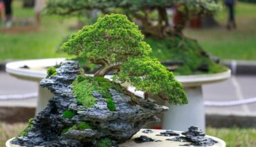 Green Bonzai Tree on Stone