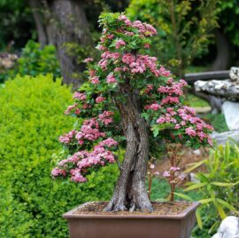 bonsai-díszgalagonya