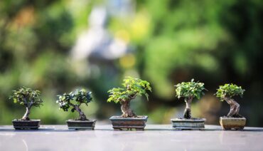 Mini bonsai trees