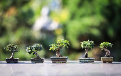 Mini bonsai trees