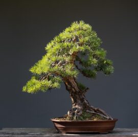 bonsai-pine-tree-species