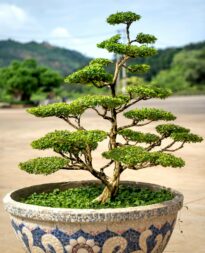 Bonsai Tree Growing in Pot Outdoors