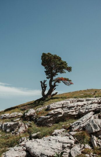 Solitary Tree on Rocky French Landscape