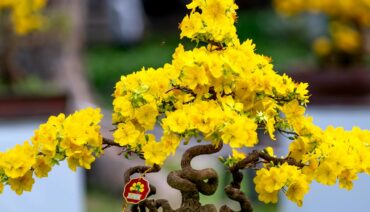 Yellow appricot bonsai